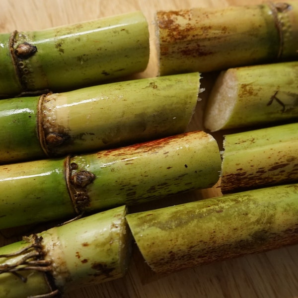 SUGARCANE CUTTINGS Hawaiian Yellow Organic Heirloom Nodes Florida grown