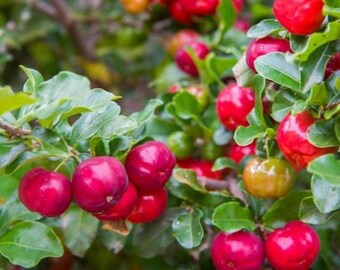 6-8'' Barbados Cherry Tree 'Florida Sweet' aka Acerola (Malpighia emarginata)