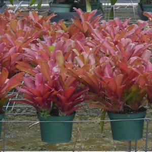 K&ouml;nnte beinhalten: Reihen von Topfpflanzen mit leuchtend roten und rosa Bl&auml;ttern. Die Pflanzen stehen in kleinen, gr&uuml;nen Plastikt&ouml;pfen, angeordnet in einem Gew&auml;chshaus. Die Bl&auml;tter haben eine geschichtete, strukturierte Erscheinung, mit einigen Oranget&ouml;nen.