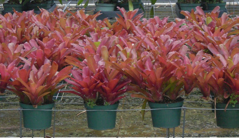 K&ouml;nnte beinhalten: Reihen von Topfpflanzen mit leuchtend roten und rosa Bl&auml;ttern. Die Pflanzen stehen in kleinen, gr&uuml;nen Plastikt&ouml;pfen, angeordnet in einem Gew&auml;chshaus. Die Bl&auml;tter haben eine geschichtete, strukturierte Erscheinung, mit einigen Oranget&ouml;nen.
