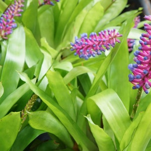 May include: A close-up of a pink and blue bromeliad plant with green leaves. The plant has multiple flower spikes with pink and blue blooms.
