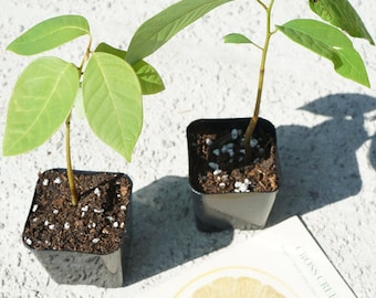 Plántula de árbol de chirimoya orgánica, fruta tropical cultivada en Florida.