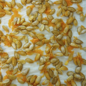 Fresh 2025 Organic Heirloom SEMINOLE PUMPKIN SEEDS Florida Native Grown