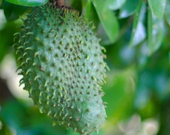 Árbol de guanábana de 4 pulgadas, árbol frutal tropical, cultivado orgánicamente (Annona Muricata).