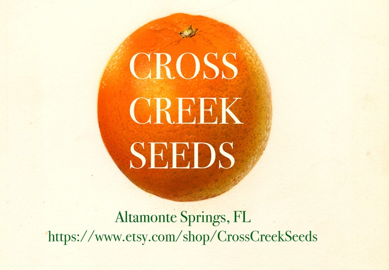 Puede incluir: Una naranja brillante con el texto "CROSS CREEK SEEDS" en letras blancas. El texto "Altamonte Springs, FL" y una direcci&oacute;n de sitio web est&aacute;n debajo de la naranja.