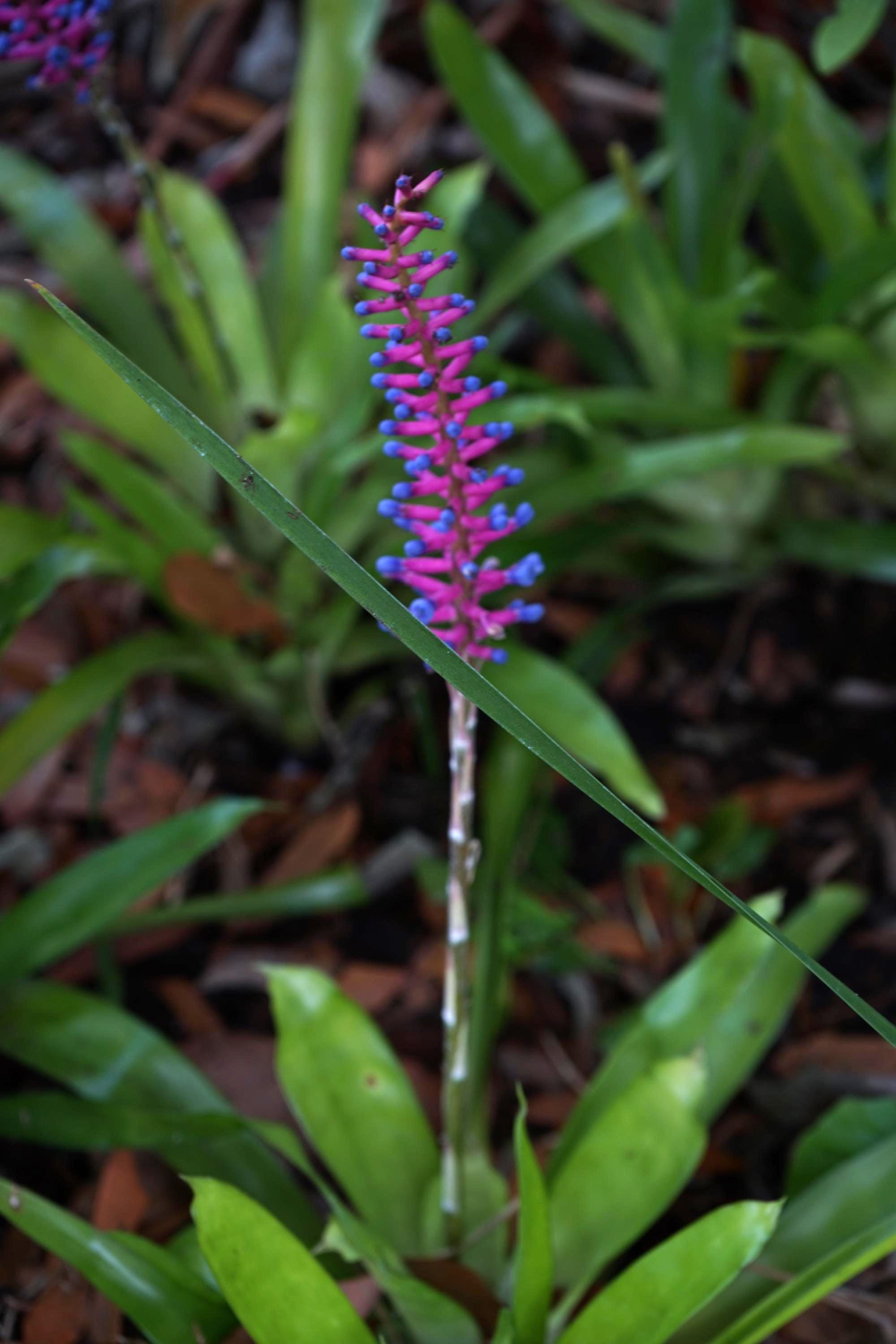 MATCHSTICK BROMELIADS 8-10'' Aechmea Gamosepala Tropical Epiphytic