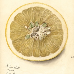 K&ouml;nnte beinhalten: Aquarellillustration eines Querschnitts einer Zitrusfrucht, wahrscheinlich Grapefruit oder Pomelo, mit hellgelber Schale und fleischigem Inneren. Der Text enth&auml;lt: "CROSS CREEK SEEDS" und "Silver cluster #21500".