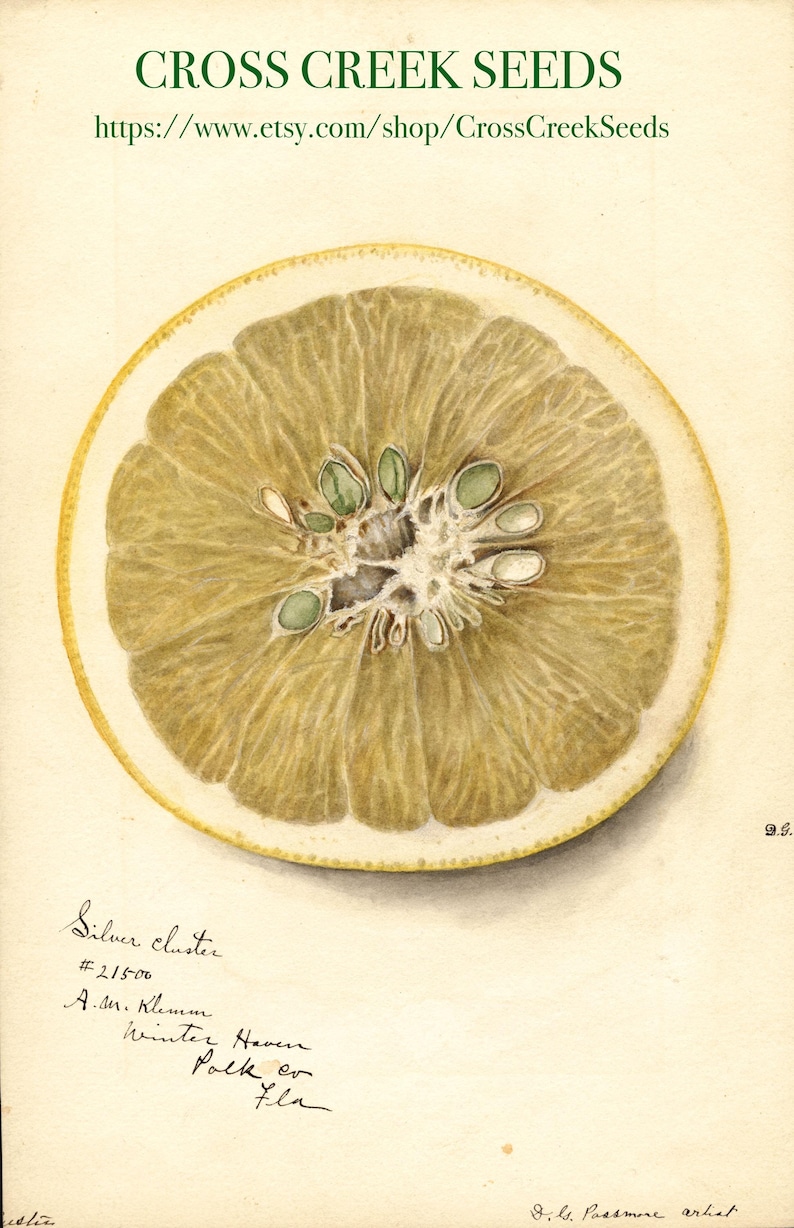 K&ouml;nnte beinhalten: Aquarellillustration eines Querschnitts einer Zitrusfrucht, wahrscheinlich Grapefruit oder Pomelo, mit hellgelber Schale und fleischigem Inneren. Der Text enth&auml;lt: "CROSS CREEK SEEDS" und "Silver cluster #21500".