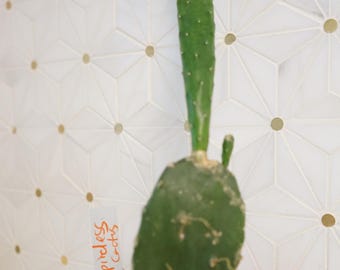 6-8'' Spineless PRICKLY PEAR Cactus Rooted Plant, Nopales, (Opuntia Cacanapa Elisiana) Organic Florida Grown
