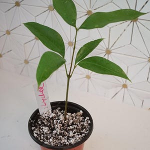 May include: A small green plant with a label that says "Lychee" is growing in a brown pot with black trim. The plant is sitting on a white surface with a geometric pattern.
