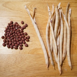 Puede incluir: Un mont&oacute;n de frijoles rojos y un manojo de vainas de frijoles blancos secos sobre una superficie de madera.