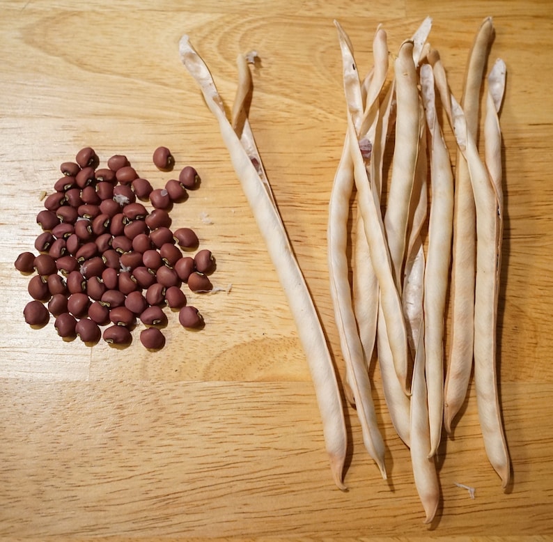Puede incluir: Un mont&oacute;n de frijoles rojos y un manojo de vainas de frijoles blancos secos sobre una superficie de madera.