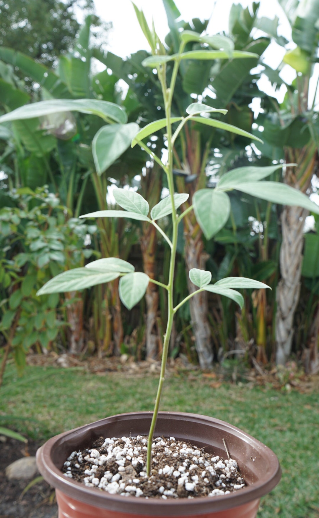 Dwarf PIGEON PEA Tree, Cajanus Cajan Plant 810 Organic Jamaican Gungo Pea Short Season