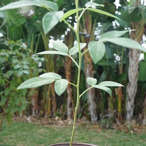 Dwarf PIGEON PEA tree, Cajanus Cajan Plant 6-8” Organic Jamaican Gungo Pea Short Season Agroforestry Crop Florida Grown