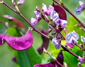 LABLAB PURPUREUS Purple Moon Hyacinth Bean Seeds| 2024 FRESH Harvest 20 Organic non-gmo Seeds Florida Grown