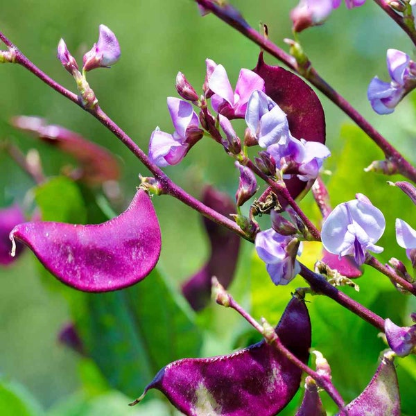 LABLAB PURPUREUS Purple Moon Hyacinth Bean Seeds| 2024 FRESH Harvest Organic non-gmo Seeds Florida Grown