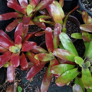 K&ouml;nnte beinhalten: Draufsicht auf mehrere Topf-Bromelien. Die Pflanzen haben lange, spitze Bl&auml;tter in Rot-, Gr&uuml;n- und Gelbt&ouml;nen. Die Bl&auml;tter sind in einem Rosettenmuster angeordnet, wobei einige Pflanzen eine leuchtend rote F&auml;rbung aufweisen. Die Pflanzen stehen in schwarzen Plastikt&ouml;pfen.