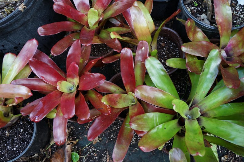 K&ouml;nnte beinhalten: Draufsicht auf mehrere Topf-Bromelien. Die Pflanzen haben lange, spitze Bl&auml;tter in Rot-, Gr&uuml;n- und Gelbt&ouml;nen. Die Bl&auml;tter sind in einem Rosettenmuster angeordnet, wobei einige Pflanzen eine leuchtend rote F&auml;rbung aufweisen. Die Pflanzen stehen in schwarzen Plastikt&ouml;pfen.