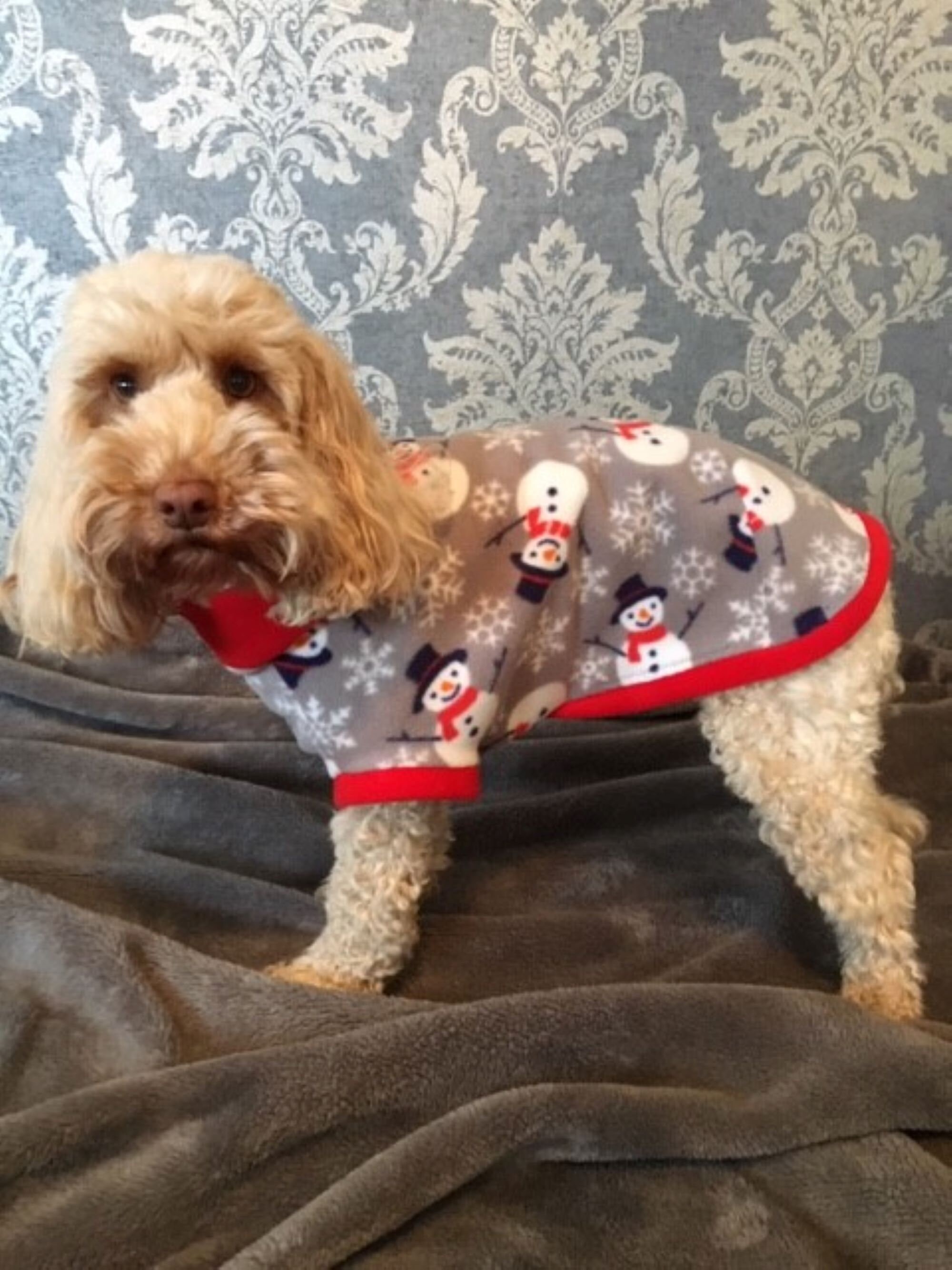 cockapoo dog clothes