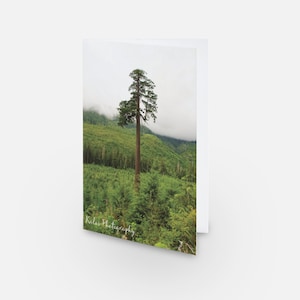 blank card douglas fir card for tree lover landscape card big tree card pretty tree card tree card landscape lover card for her card for him
