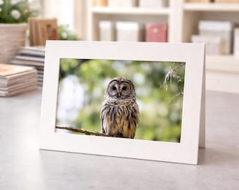 Charming Owl Greeting Cards – Whimsical Nature Illustrations (6.25" x 4.25")