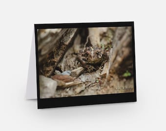 Toad Greeting Card: High Gloss Blank Card