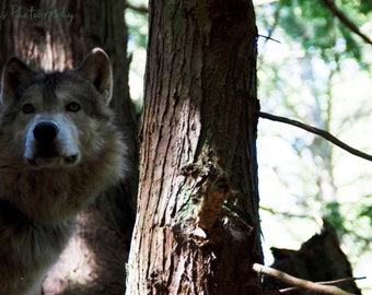 Wolf Instant Digital Print for wolf lover print birthday present wolf lover