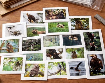 Wildlife Greeting Card 5 Pack - Nature-Inspired Stationery for All Occasions