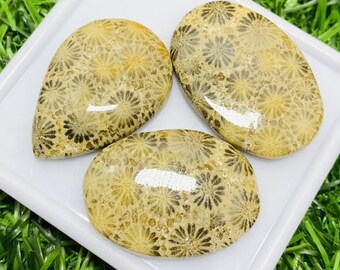 Fossil Coral 100% Natural Fossil Coral, Cabochons Mix Shape Flat Backs Lot Gemstone, 108.00 Caret Size 32 mm To 35 mm For Making Jewelry,