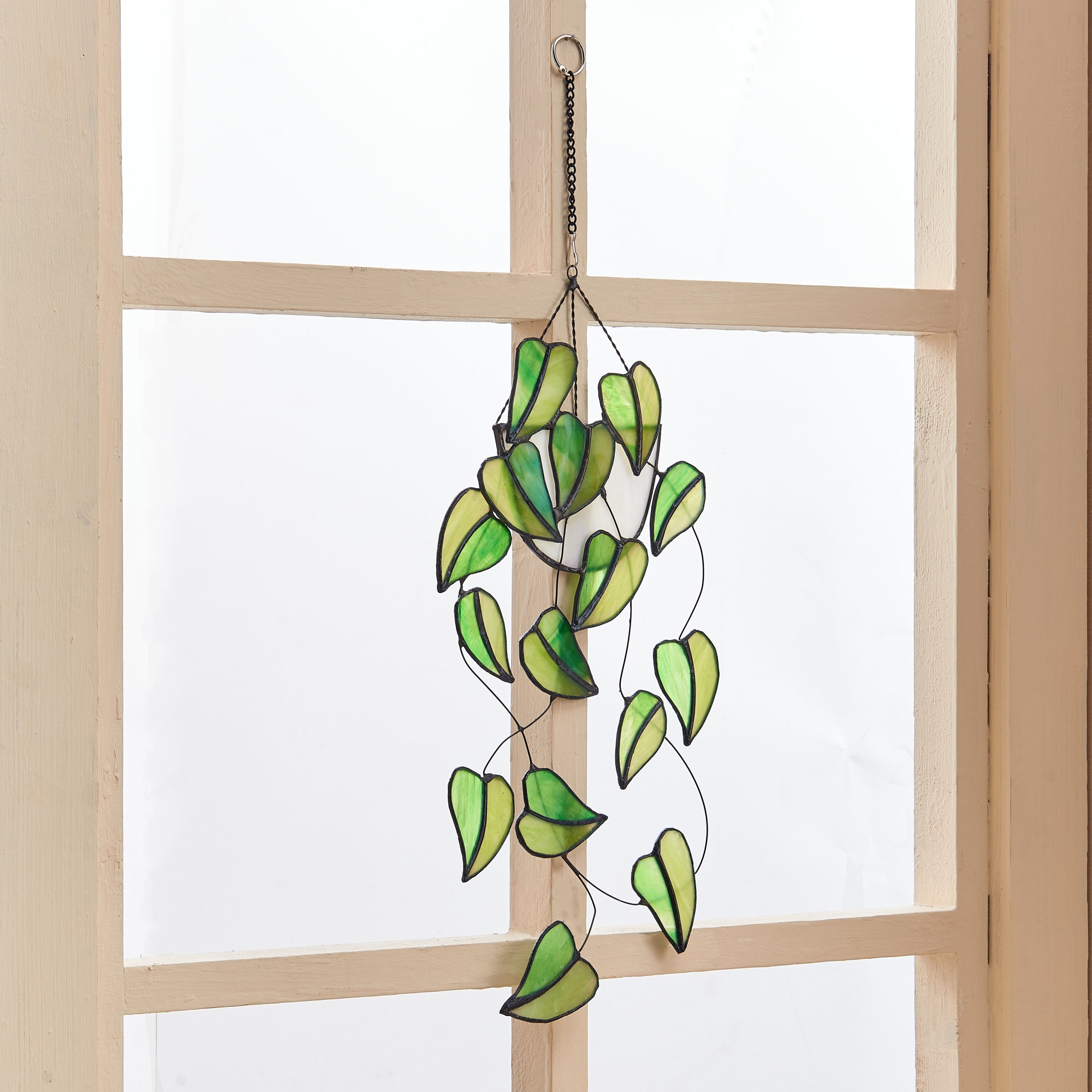 monstera thai constelation Monstera 'Thai Constellation'