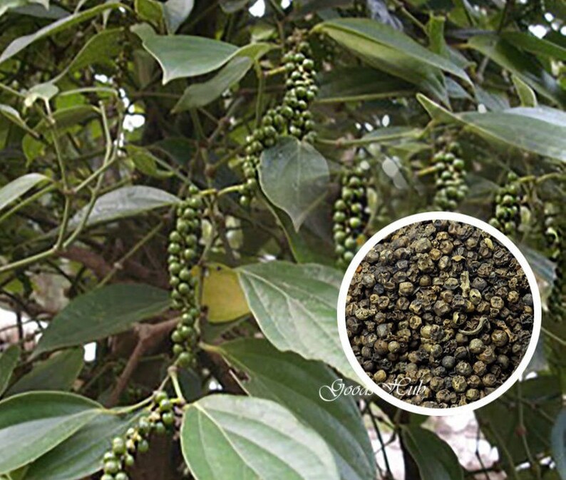 Organic Ceylon Black Pepper 100 Pure Natural Peppercorns Etsy