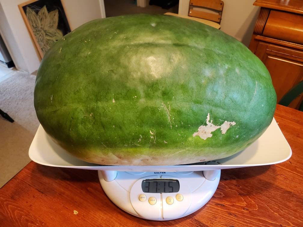 30 Bradford Watermelon Seeds Etsy