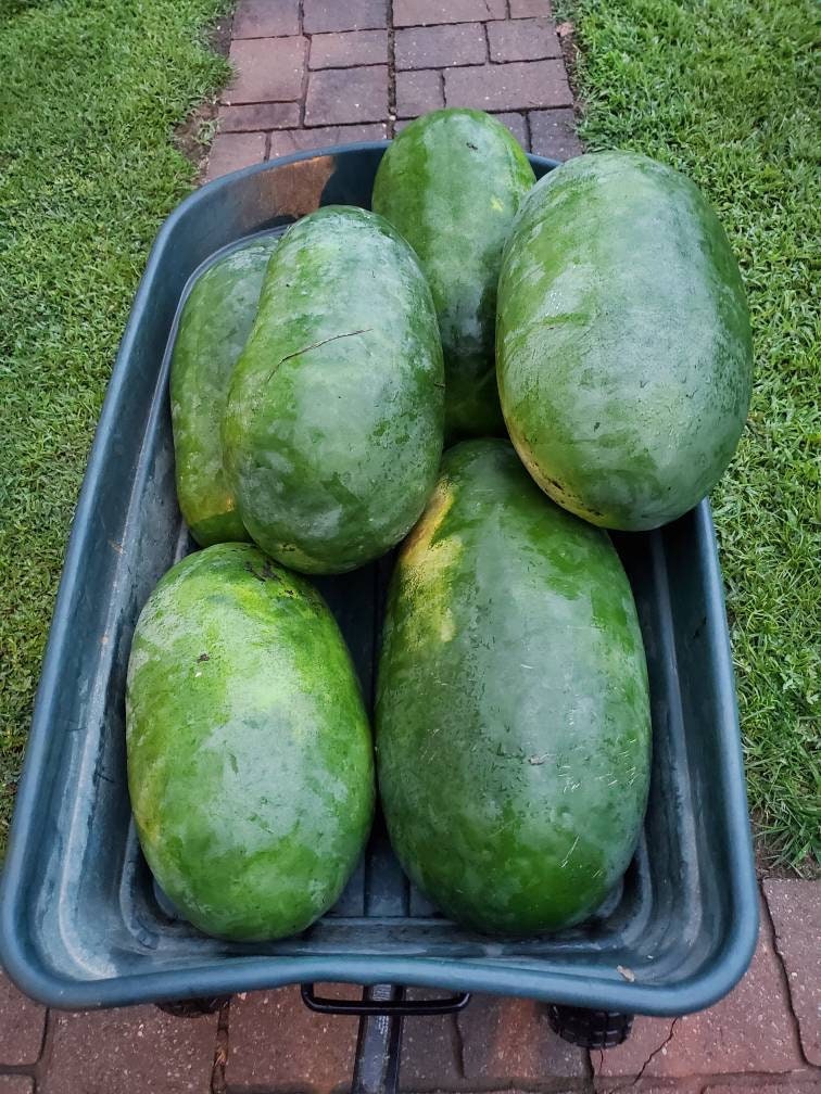 30 Bradford Watermelon Seeds Etsy