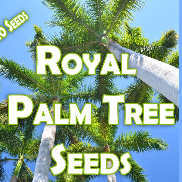 Palm Tree Seeds Etsy