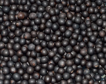EasySeeds™ Shatavari, raíz de suero de leche, espárragos trepadores, raíz de agua, espárragos silvestres, zanahorias silvestres, semillas de espárragos