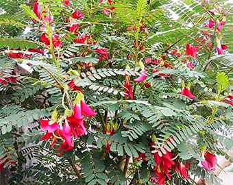 Ahathi Tree Red Hummingbird Tree Seeds, Edible Flowers, Pods and Leaves, Sesbania ...