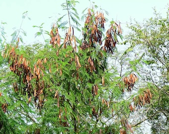 Può includere: Un albero con foglie verdi e baccelli di semi marroni che pendono dai rami. I baccelli di semi sono lunghi e sottili e sono raggruppati in gruppi. L'albero è contro un cielo blu.