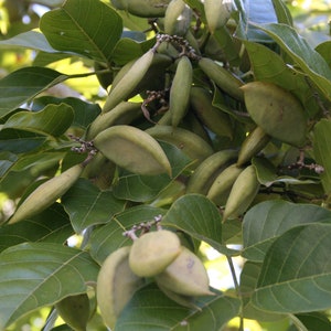 EasySeeds™ Pongamia pinnata, Pongam Tree, Pongame Oil Tree, Millettia pinnata, Pongamia glabra, Derris indica, Cytisus pinnatus Seeds image 5