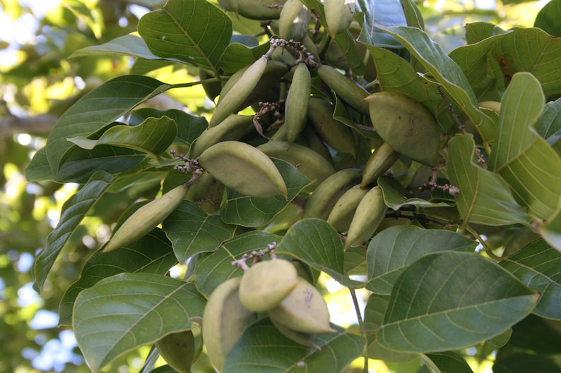 EasySeeds™ Pongamia pinnata, Pongam Tree, Pongame Oil Tree, Millettia pinnata, Pongamia glabra, Derris indica, Cytisus pinnatus Seeds image 5