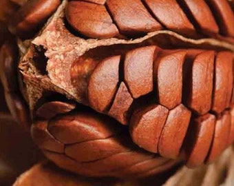 Può includere: Primo piano di una noce di pecan con un guscio marrone che è stato aperto, rivelando il nocciolo commestibile all'interno.
