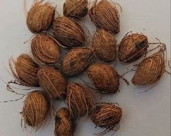 EasySeeds™ Dypsis lutescens, gyllene sockerrörspalm, arekapalm, gul palm, fjärilspalm eller bambupalm, prydnadsträdsfrön