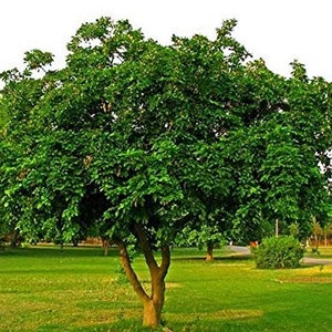 EasySeeds™ Pongamia pinnata, Pongam Tree, Pongame Oil Tree, Millettia pinnata, Pongamia glabra, Derris indica, Cytisus pinnatus Seeds image 3