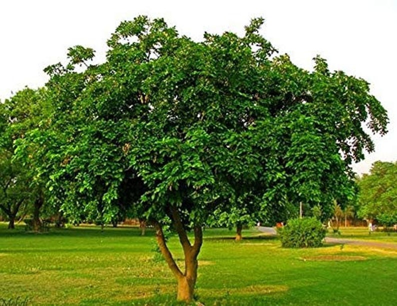 EasySeeds™ Pongamia pinnata, Pongam Tree, Pongame Oil Tree, Millettia pinnata, Pongamia glabra, Derris indica, Cytisus pinnatus Seeds image 3