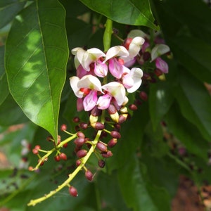 EasySeeds™ Pongamia pinnata, Pongam Tree, Pongame Oil Tree, Millettia pinnata, Pongamia glabra, Derris indica, Cytisus pinnatus Seeds image 6