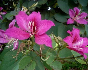 May include: Close-up of pink flowers with white centres and green leaves. The flowers have a delicate, ruffled appearance.