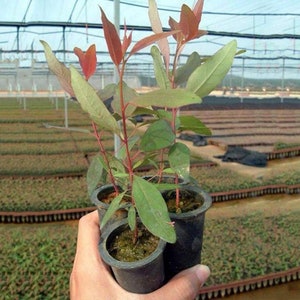 EasySeeds™ Eucalyptus citriodora limone, Safeda, gomma rossa foresta, eucalipto, gomma blu, gomma allagata, gomma grigia, gomma profumata di montagna, semi