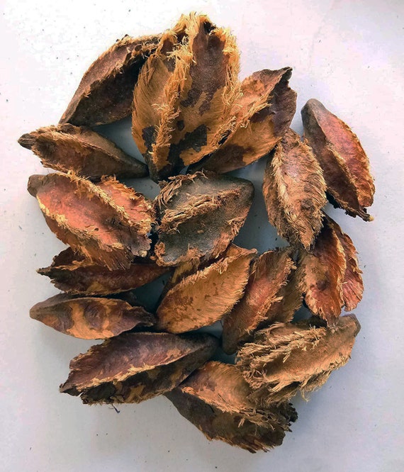 Semillas De Árbol Arjun (Terminalia Arjuna) – Pack De 3 Semillas Para Cultivar Tu Propia Planta