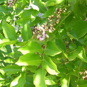 EasySeeds™ Pongamia pinnata, Pongam Tree, Pongame Oil Tree, Millettia pinnata, Pongamia glabra, Derris indica, Cytisus pinnatus Seeds image 7