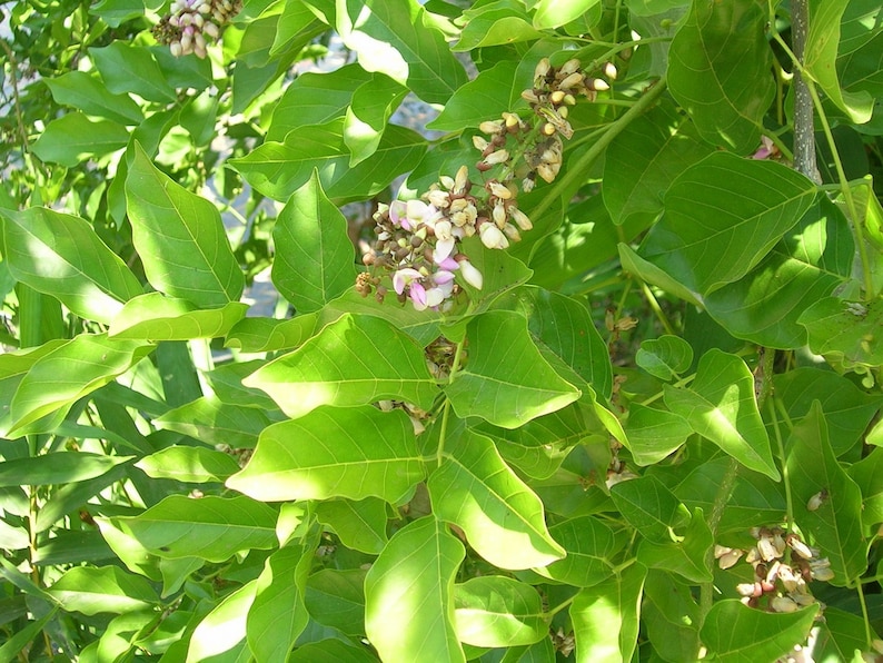 EasySeeds™ Pongamia pinnata, Pongam Tree, Pongame Oil Tree, Millettia pinnata, Pongamia glabra, Derris indica, Cytisus pinnatus Seeds image 7