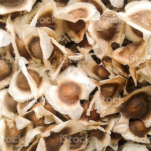 Może przedstawiać: Zbliżenie na stos suszonych nasion moringi. Nasiona są jasnobrązowe z białą zewnętrzną warstwą. Są ułożone w losowym wzorze.